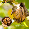 جديد Crop Xinjiang 185 Walnut للبيع